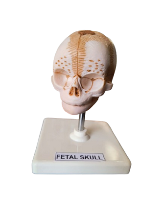 Fetal Skull Model