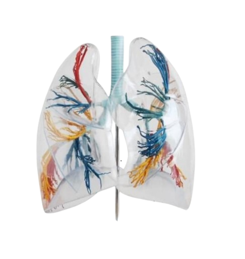 Transparent Lungs Model