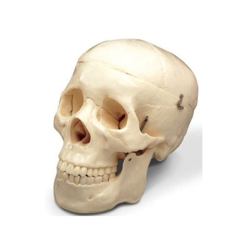 Human Skull Replica for BDS 1st year